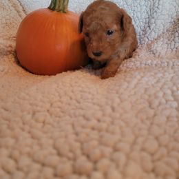 Maltipoo Puppies from Snow Pond Farm