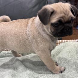 Blue Collar Boy - Fawn male Pug puppy in Troutman, North Carolina from Ohana Pugs