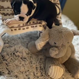 Boston Terrier Puppies from Angie's Little Bostons