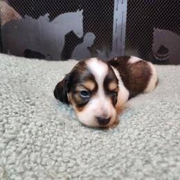 Boy 4 - Piebald male Dachshund puppy in Lindsay, California from Lewis Creek Dachshunds