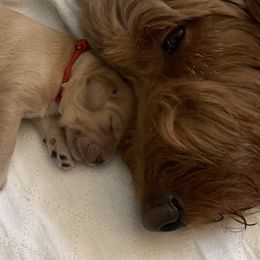 Goldendoodle Puppies from Jude’s Doods