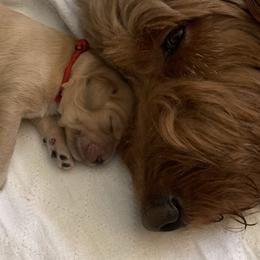 Goldendoodle Puppies from Jude’s Doods