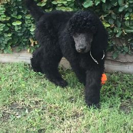 Poodles from Deaux Rey Standard Poodles