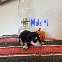 Bamm - Black and silver male Miniature Schnauzer puppy in Cabool, Missouri from Farmhouse Schnauzers