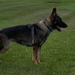 Feebee - German Shepherd