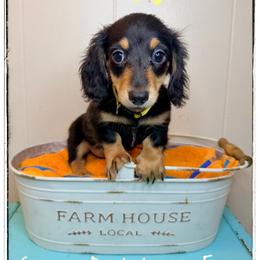 Zena - Black and cream female Dachshund puppy in Cincinnati, Ohio from Caines Dachshund Farm