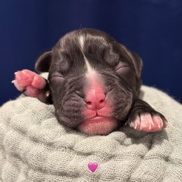 Shock - Brindle female Boxer puppy in La Vernia, Texas from Chilham Boxers