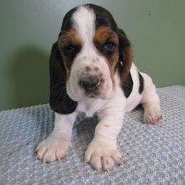 Snowball - Black white and brown female Basset Hound puppy in Francesville, Indiana from Sandyhill Basset Hounds