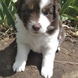 Miniature Australian Shepherds from Country Oaks Mini Aussies