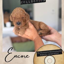 Encore - Dallas,Tx - 4,000 - Red  female Goldendoodle puppy in Garland, Texas from Twilight Doodles