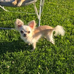 Marigold - Cream and white female Chihuahua puppy in Amity, Pennsylvania from Baxters Chihuahuas