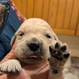 Golden Retriever Puppies from Dandelion Meadows Farm