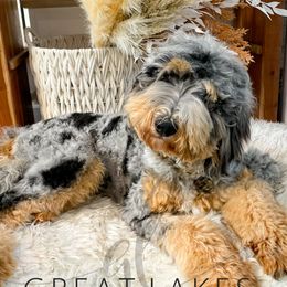 Mara - Bernedoodle