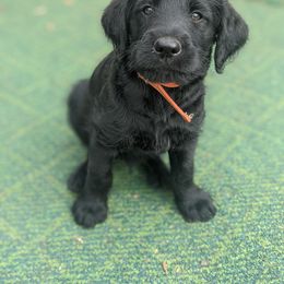 Labradoodle and Poodle Puppies from Caldron Falls Doodles and Poodles