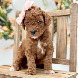 Lily - Red  female Goldendoodle puppy in Queen Creek, Arizona from Goldendoodle AZ