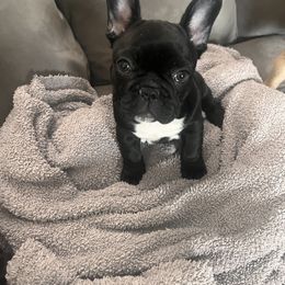 Dozer - Brindle French Bulldog puppy in Houston, Pennsylvania from Newbrook