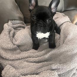 Dozer - Brindle French Bulldog puppy in Houston, Pennsylvania from Newbrook