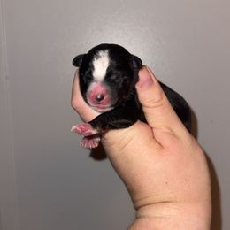Eve - Black tri female Miniature Australian Shepherd puppy in Liberty, Mississippi from Liberty Oaks Aussies and Dachshunds
