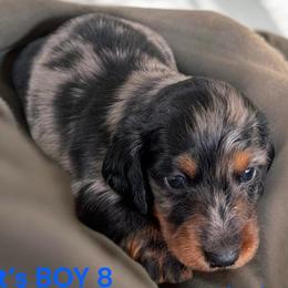 Koolaid - Dapple male Dachshund puppy in Springfield, Ohio from LUXEYPUPS