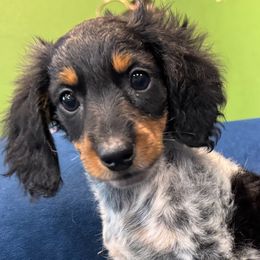 Patches - Piebald male Dachshund puppy in Cabool, Missouri from Country Magic Farms Dachshunds