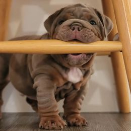 Bulldog Puppies from Velvet-Line-Bulldogs