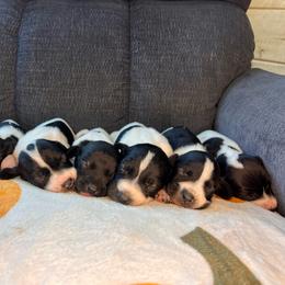 Girl 8 - Black and white female German Shorthaired Pointer puppy in Dugspur, Virginia from Pilgrims Trails Shorthairs