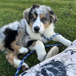 Blue girl 2 - Blue merle female Australian Shepherd puppy in Terrebonne, Oregon from Storybrooke Australian Shepherds