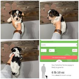 Lola Bean - Parti female Yorkshire Terrier puppy in Cleveland, Tennessee from Moody’s Morkies and More