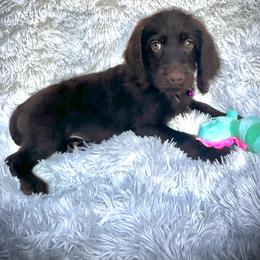 Sandra - Chocolate female Labradoodle puppy in Spur, Indiana from Purple Heart Canines