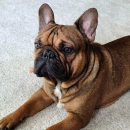 Jagger - French Bulldog