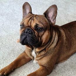 Jagger - French Bulldog