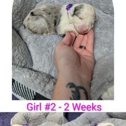 Australian Shepherd and Great Dane Puppies from AEW Farm