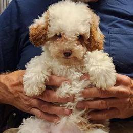 Mini Tiny Girl - Parti female Goldendoodle puppy in Los Molinos Ca, California from Sunshine Sanctuary Doodles