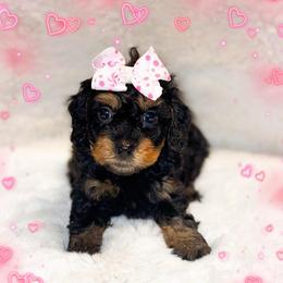 Posh Spice - Phantom female Goldendoodle puppy in Kissimmee, Florida from Poodle Doodle Kennels