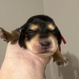 Oreo AKC PRA  CLEAR - Black and cream female Dachshund puppy in Miami, Florida from Maitime Dachshund