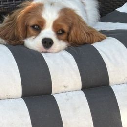 Bryson - Blenheim male Cavalier King Charles Spaniel puppy in Pickerington, Ohio from KINGDOMRUN Cavaliers