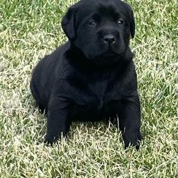Girl 2 - Black female Labrador Retriever puppy in Jamestown, Ohio from Heartlands Quality Labrador Retrievers