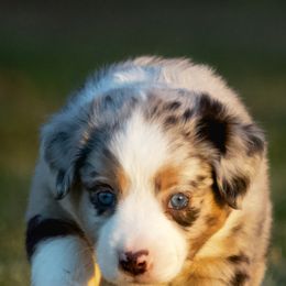 Miniature Australian Shepherd Puppies from Sand Dollar Aussies