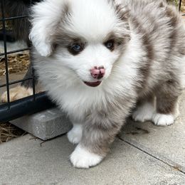 Miniature Australian Shepherd and Toy Australian Shepherd Puppies from Ramblin’ Rose Aussies