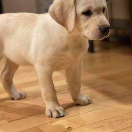 Labrador Retriever Puppies from Mi Royal Labradors