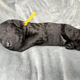 Poodle Puppies from Risa Poodles