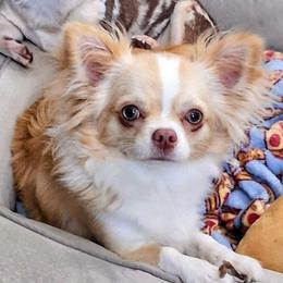Acacia - Chihuahua