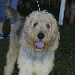 Higgins - Otterhound