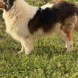 Stella - Shetland Sheepdog