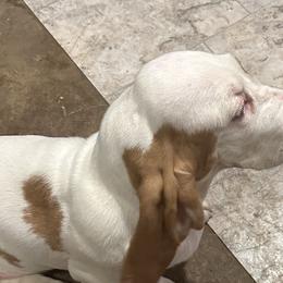 Basset Hounds from Glacier Ridge Basset Hounds