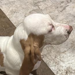 Basset Hounds from Glacier Ridge Basset Hounds