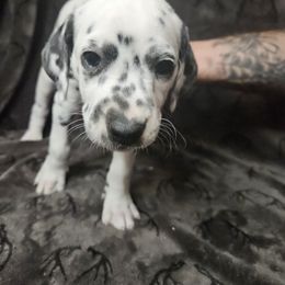 Princess Peach - White and black Dalmatian puppy in Champion, Ohio from Hites Family Dalmatians