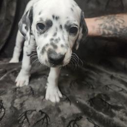 Princess Peach - White and black Dalmatian puppy in Champion, Ohio from Hites Family Dalmatians