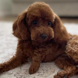 Daisy - Poodle
