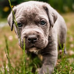 Diesel - Gray brindle male Cane Corso puppy in Kent, Washington from Grande Kennels